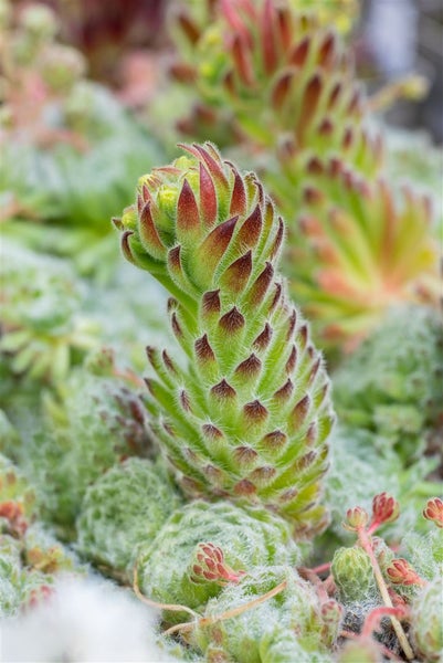 Sempervivum ciliosum 'Borisii', Hauswurz, ca. 9x9 cm Topf