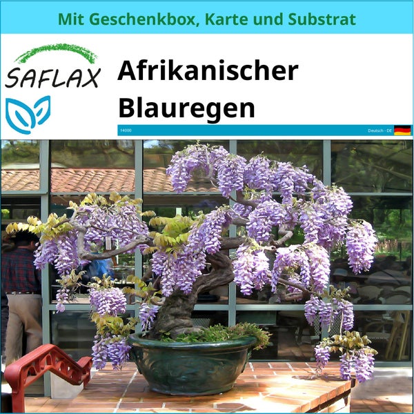 SAFLAX Geschenk Set - Afrikanischer Blauregen - Bolusanthus speciosus - 15 Samen - Mit Geschenkbox, Versandaufkleber, Geschenkkarte und Anzuchtsubstrat