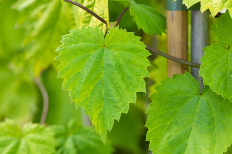 Nahaufnahme eines Weinblattes