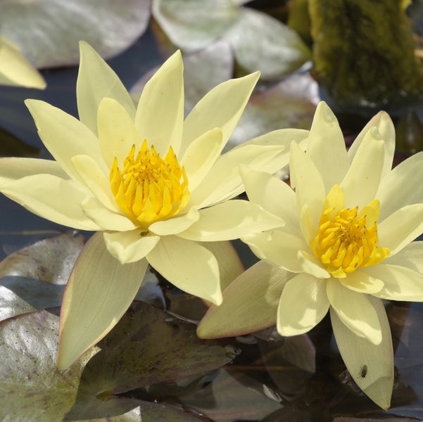 Zwei gelbe Seerosen (Nymphaea) blühend auf einer Teichoberfläche zwischen Seerosenblättern.