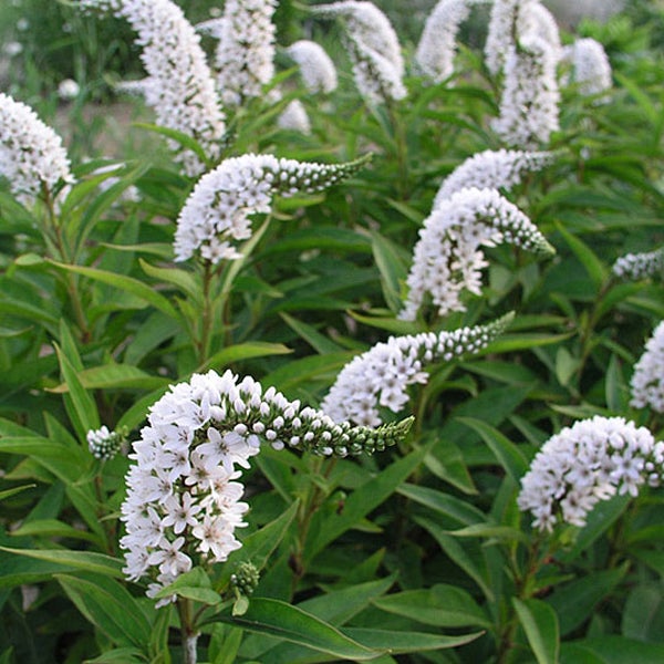 Garten mit Veronica-Pflanzen mit weißen Blüten