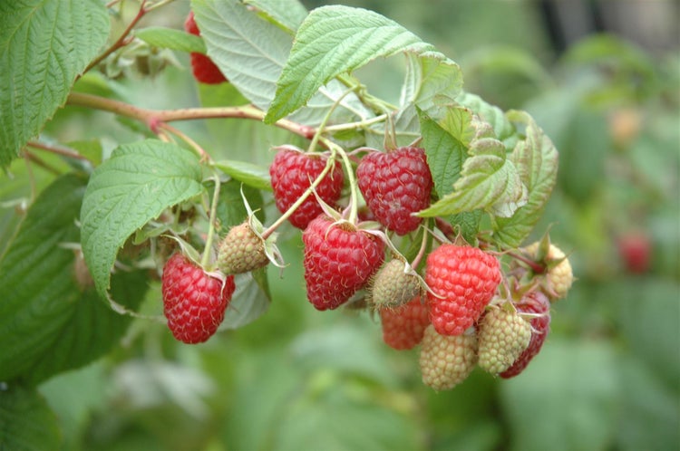 Nahaufnahme von reifen Himbeeren am Strauch