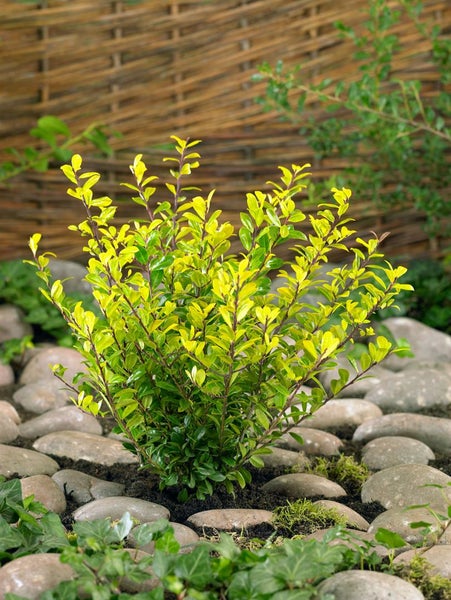 Ilex crenata 'Golden Rock', Japanische Stechpalme, goldgelb, 60–80 cm