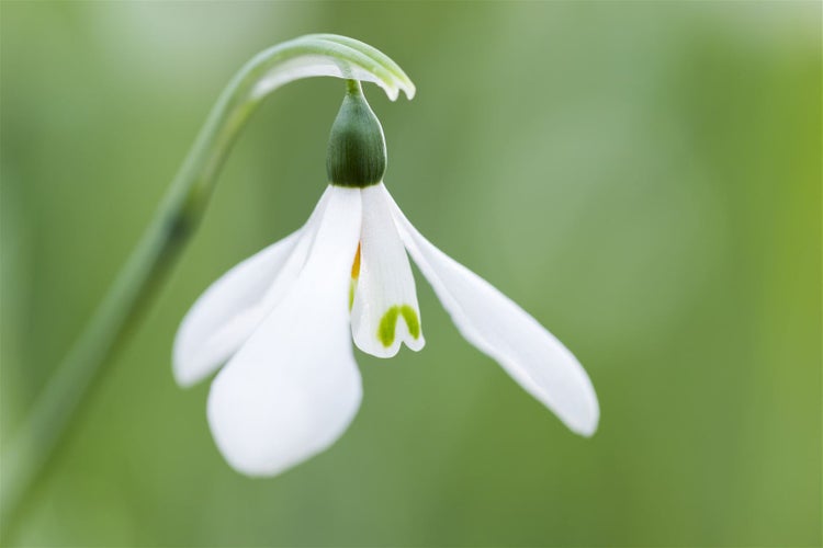 Nahaufnahme einer einzelnen Schneeglöckchenblüte