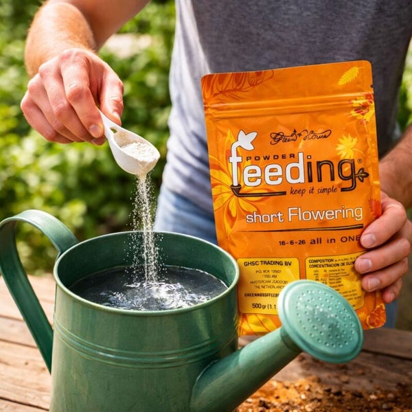 Person fügt Pulver aus einer Packung Pflanzennahrung in eine grüne Gießkanne