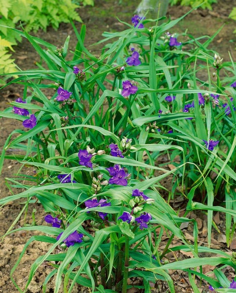 Tradescantia x andersoniana 'Zwanenburg Blue', ca. 9x9 cm Topf, blau