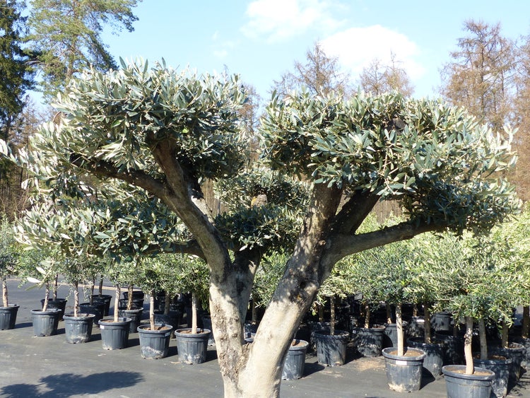 Olivenbaum Pon Pon 200 cm Bonsai Formgehölz, winterhart