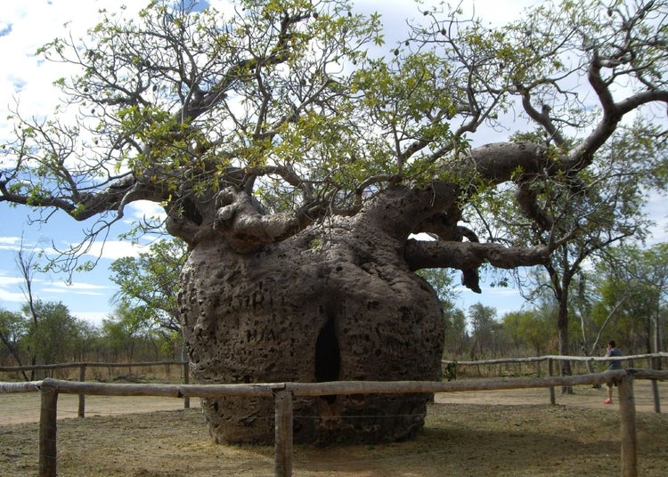 SAFLAX Geschenk Set - Afrikanischer Affenbrotbaum - Adansonia digitata - 6 Samen - Mit Geschenkbox, Versandaufkleber, Geschenkkarte und Anzuchtsubstrat