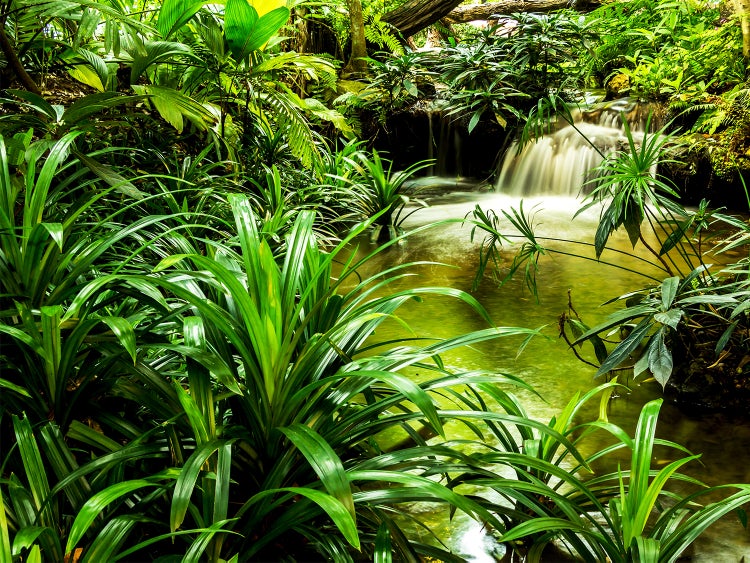 Üppiger tropischer Garten mit Wasserfall und grüner Vegetation