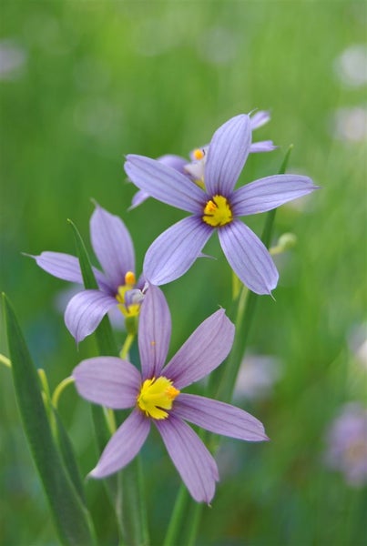 Sisyrinchium angustifolium, Blauäugiges Gras, ca. 9x9 cm Topf