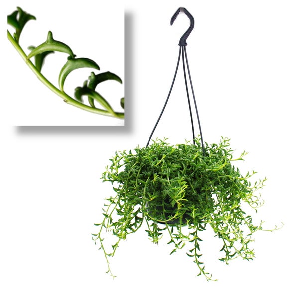 Senecio peregrinus Delphin-Pflanze Delfinhalskette sukkulente Ampelpflanze 14cm Ampel hängend
