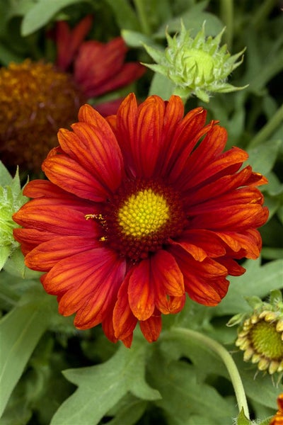 Gaillardia x grandiflora 'Burgunder', Kokardenblume, rot, ca. 9x9 cm Topf