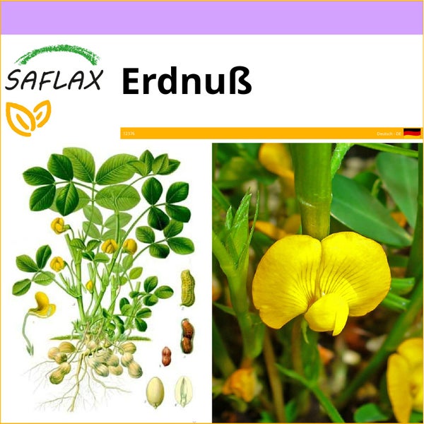 SAFLAX  - Erdnuß - Arachis hypogaea - 8 Samen