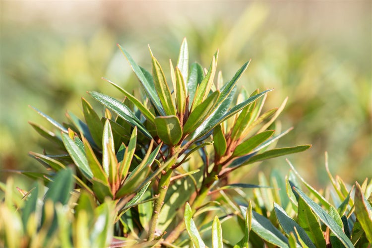 Rhododendron Hybr. 'Graziella', Rhododendron, 30–40 cm