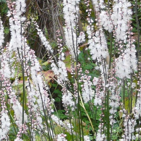 Detailaufnahme von Silberkerzen im Garten