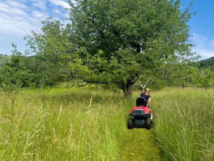 Eine Person mäht mit einem roten Aufsitzmäher hohes Gras auf einer Wiese unter einem großen Baum.