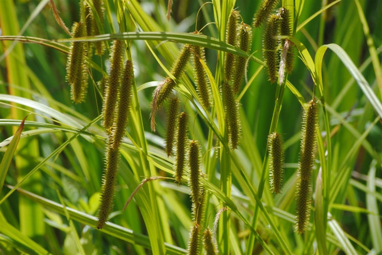 Carex pendula, Hänge-Segge, immergrün, 2-3 Liter Container