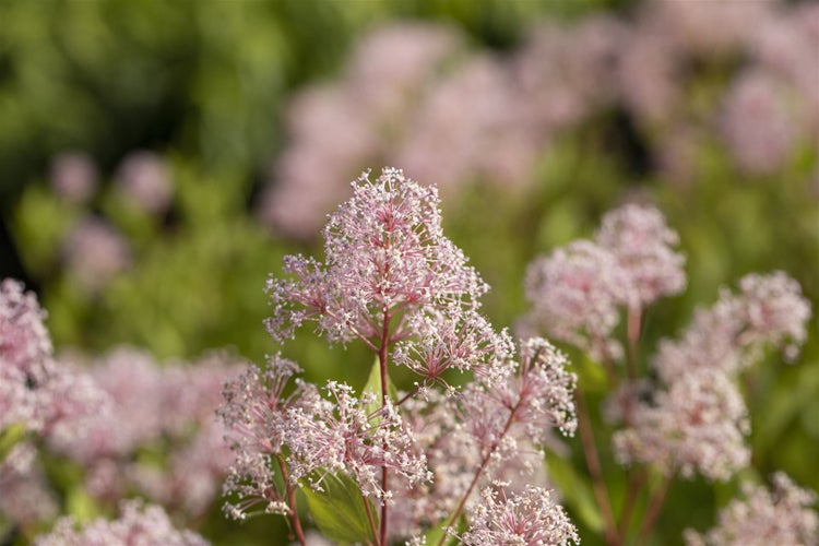 Nahaufnahme einer Dolden-Spiere mit zarten Blüten