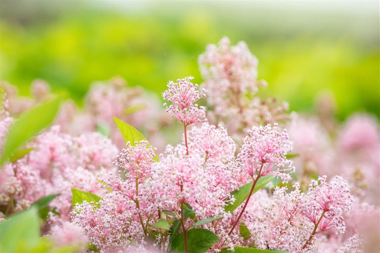 Ceanothus pallidus 'Marie Simon', Säckelblume, rosa, 40–60 cm