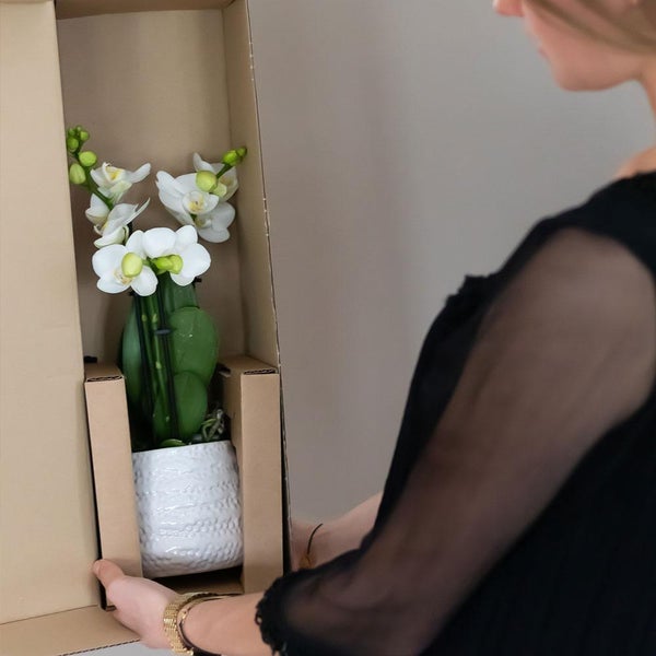 Kolibri Orchids weiße Phalaenopsis-Orchidee Amabilis + Diamant-Dekotopf gold Topfgröße 9cm 45cm hoch blühende Zimmerpflanze im Blumentopf frisch vom Züchter
