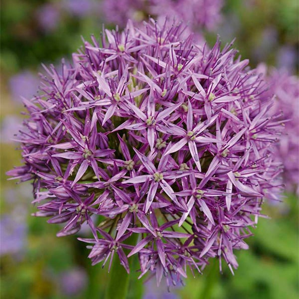 Bloomique – 15er-Mix – Allium Purple Sensation – Look – Zierzwiebel – Lila – Blumenzwiebeln – Frühlingsblüher – Mehrjährige Pflanzen – Wird bis zu 70–90 cm groß