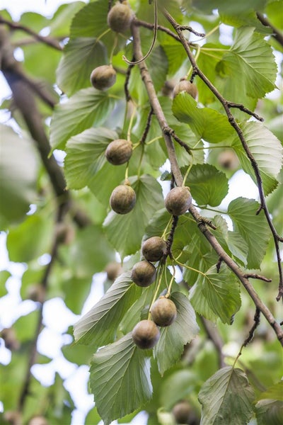 Actinidia arguta, Kiwi, 60–100 cm, winterhart