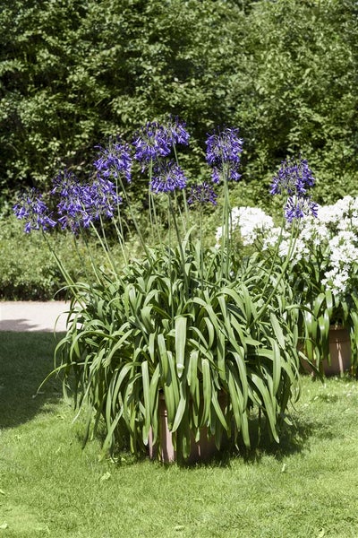 Agapanthus africanus, Schmucklilie, blau, ca. 9x9 cm Topf