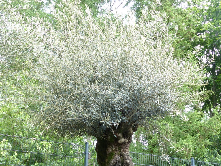 Olivenbaum mit dickem knorrigem Stamm und dichter Krone aus silbrig grünen Blättern in einem Garten hinter einem Drahtzaun.