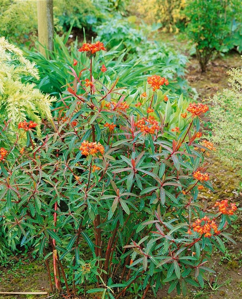Euphorbia griffithii 'Dixter', Wolfsmilch, orange-rot, ca. 9x9 cm Topf
