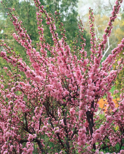 Prunus triloba 'CAC', Mandelbäumchen, rosa Blüten, 80 cm Stammhöhe