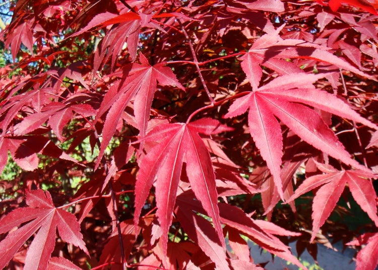 SAFLAX Garden to go - Roter Fächerahorn - Acer palmatum atropurpureum - 20 Samen - Mit Topf, Klima - Deckel und Anzuchtsubstrat