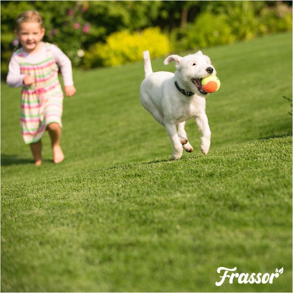 Mädchen rennt mit Hund und Tennisball auf einer Rasenfläche