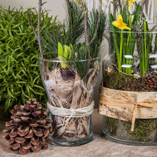 Frühlingshafte Dekoration im Glas mit Hyazinthenzwiebel, Kiefernnadeln, Zweigen und einem Tannenzapfen im Vordergrund.