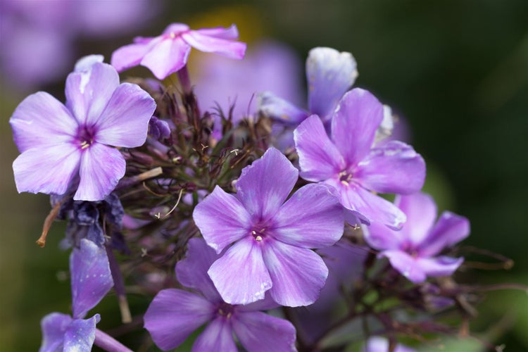 Phlox paniculata 'Blue Paradise', Flammenblume, blau-violett, ca. 11x11 cm Topf