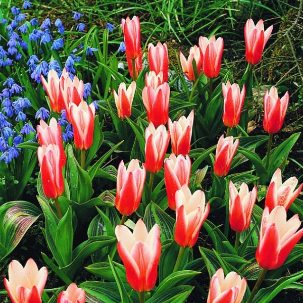 Feld mit rot-weissen Tulpen und blauen Frühlingsblumen