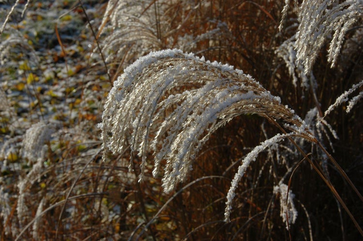 Miscanthus sinensis 'Sioux', Chinaschilf, ca. 11x11 cm Topf