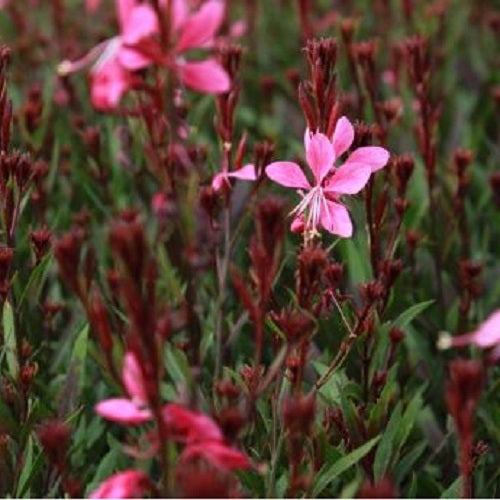 Garten mit rosafarbenen Gaura-Blüten