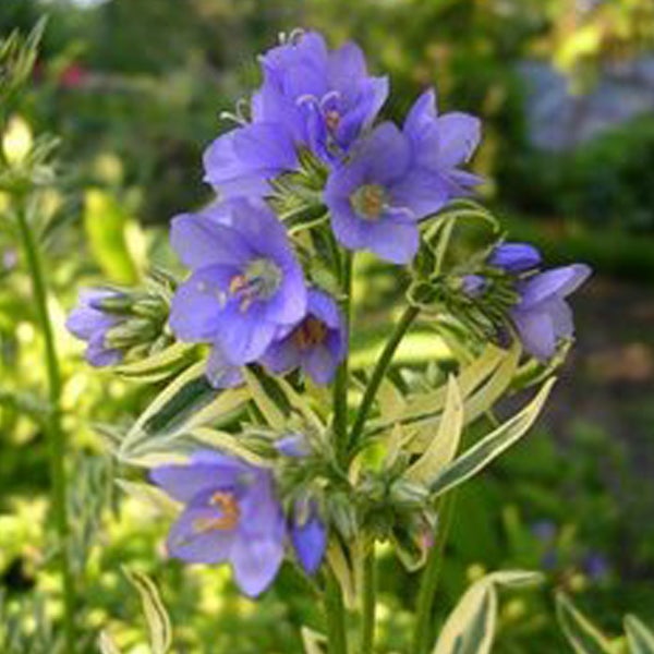 Blüte der Garten-Scheinwurz mit blau-violetten Blüten