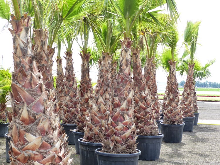 XXL Washingtonia Robusta Premium 340-400 cm, XXL Stamm 165-180 cm Petticoat Palme