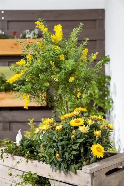 Cytisus nigricans 'Cyni', Schwarzginster, gelb, 30–40 cm