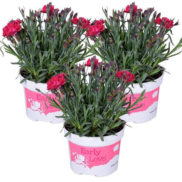 3x Dianthus diantica 'Early Love' - Nelke - Einjährig - Bienenfreundlich – ⌀10,5 cm - ↕10-15 cm