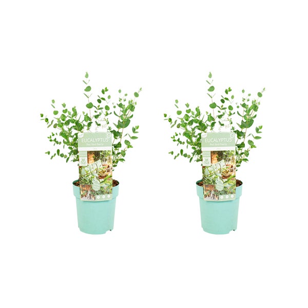 Bloomique - 2er-Set - Eucalyptus Parvifolia - Eukalyptuspflanze - Gartenpflanzen - Winterhart - ⌀15 cm - 25-45 cm