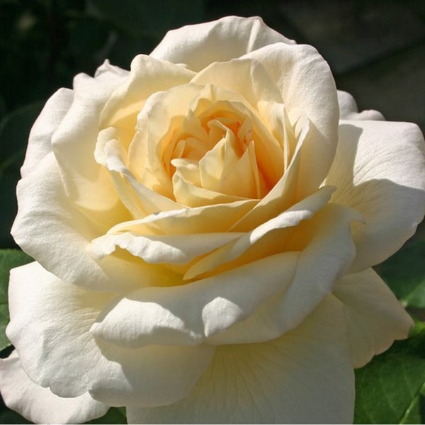 Nahaufnahme einer einzelnen, blühenden Rose