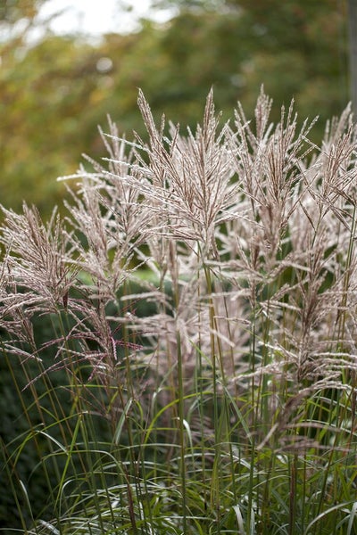 Chinaschilf im Gartenbeet