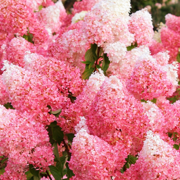 Nahaufnahme von Hortensienblüten