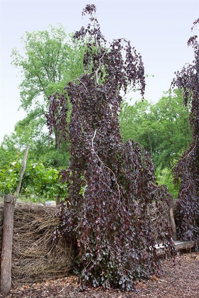 Trauerbuche im Garten