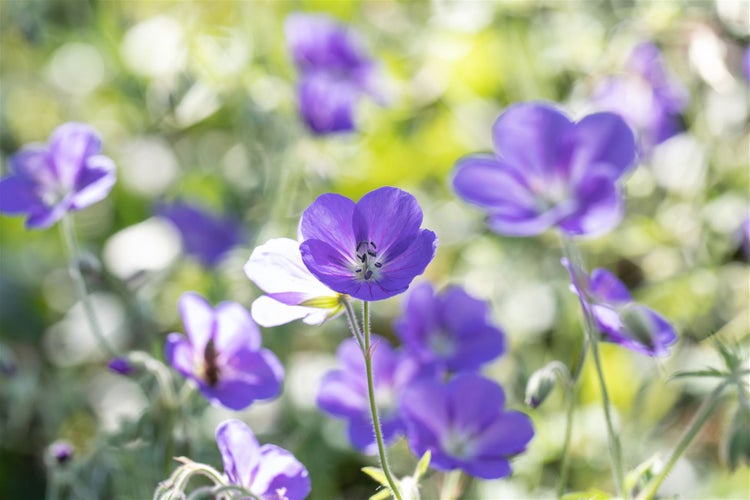 Nahaufnahme von lila Storchschnabelblüten im Gartenbeet