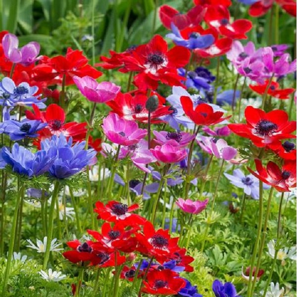 Feld mit blühenden Anemonen
