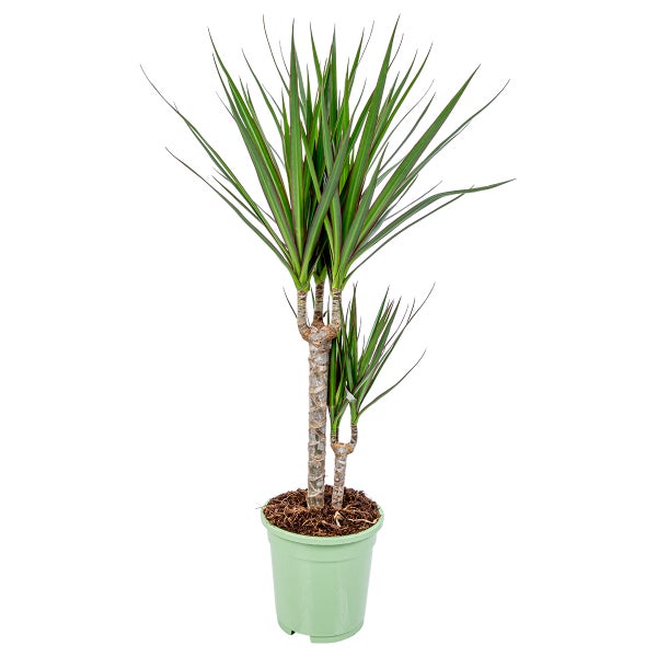 Drachenblutbaum | Dracaena 'Marginata' pro Stück - Zimmerpflanze im Kinderzimmertopf cm17 cm - ↕75 cm