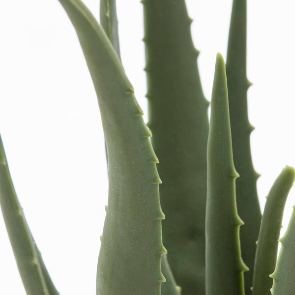 Nahaufnahme der dickfleischigen, gezahnten Blätter einer Aloe Vera.